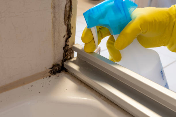 Best Mold Testing and Inspection Services in Denver City, TX