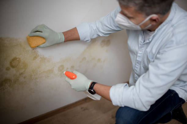 Best Mold Remediation for Schools in Denver City, TX