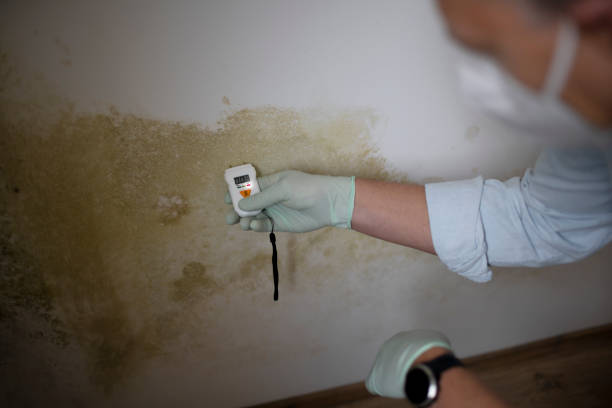 Best Attic Mold Remediation in Denver City, TX