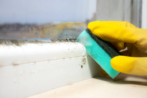Best Emergency Mold Remediation in Denver City, TX