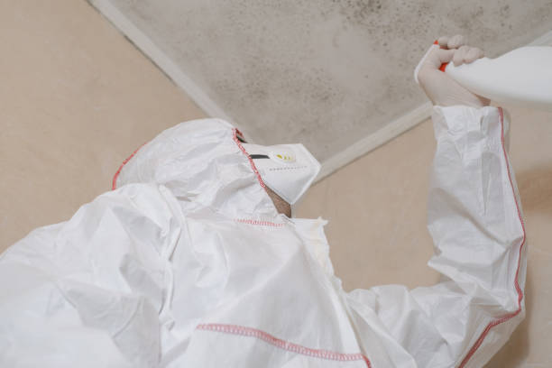 Reliable Denver City, TX Mold Remediation Solutions