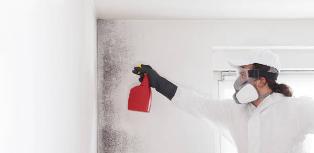 Best Basement Mold Remediation in Denver City, TX