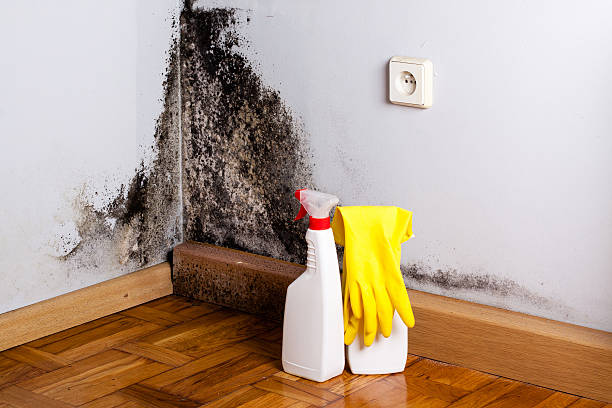 Best Residential Mold Remediation in Denver City, TX