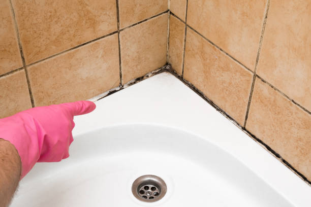 Best Commercial Mold Remediation in Denver City, TX